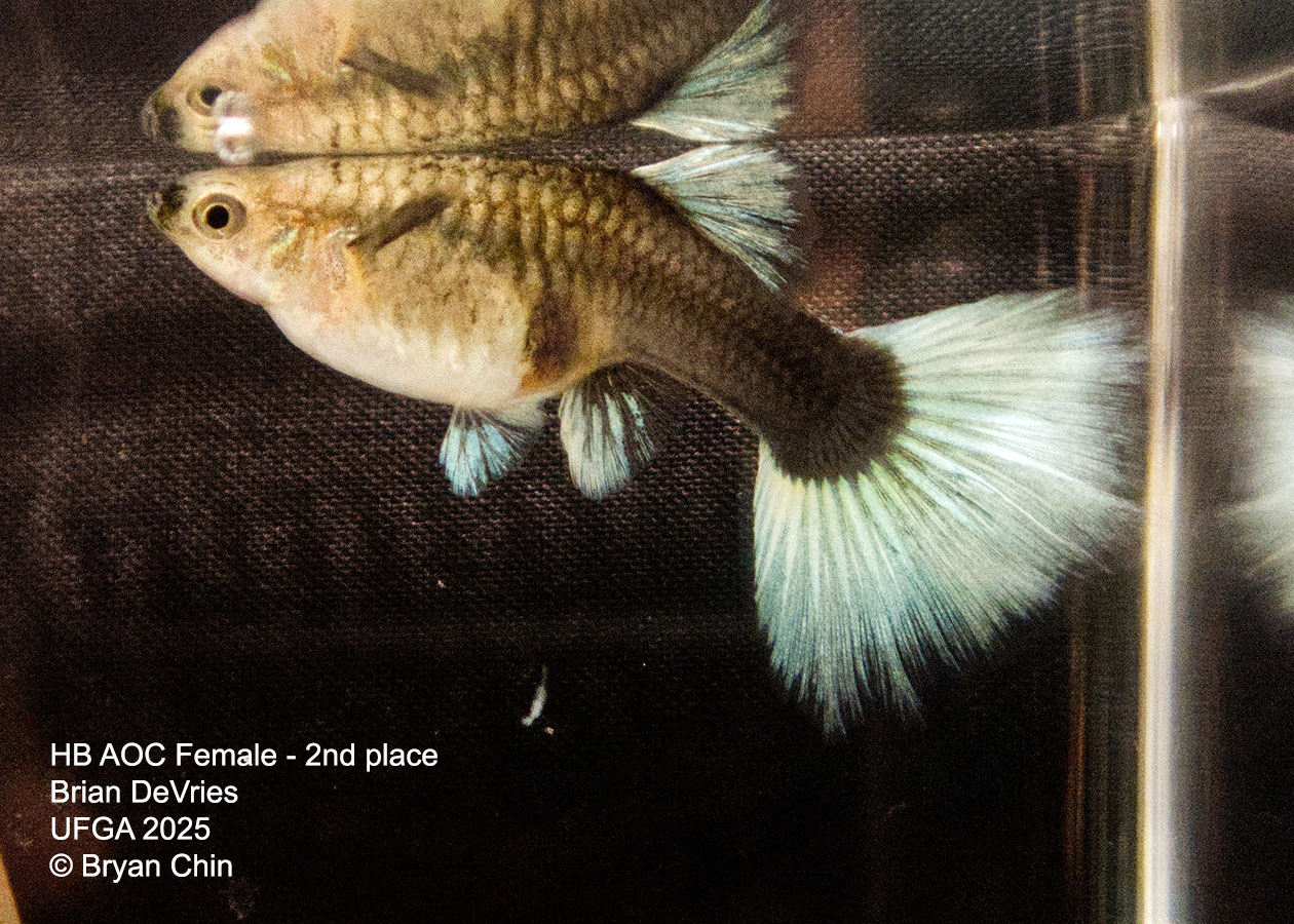 Guppy Female  HB Pastel